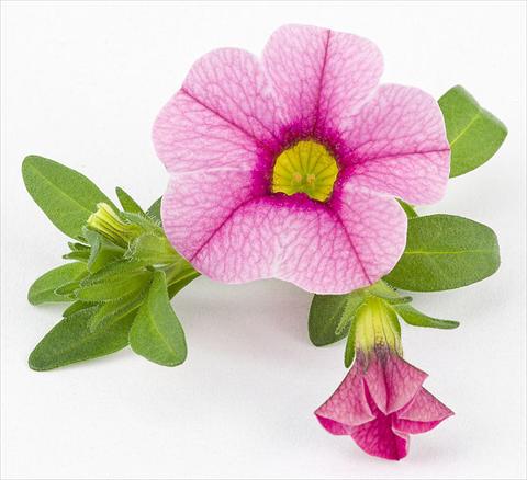 Foto fiore da  Vaso, aiuola, balcone, basket Calibrachoa Mille Baci® Rose impr