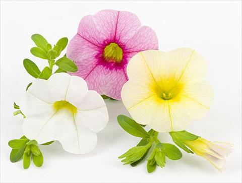 Foto fiore da  Vaso, aiuola, balcone, basket Calibrachoa Mille Baci® Sweet Kiss