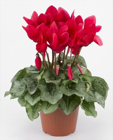 Foto fiore da  Basket o vaso Cyclamen persicum Halios® F1 Rouge Decora