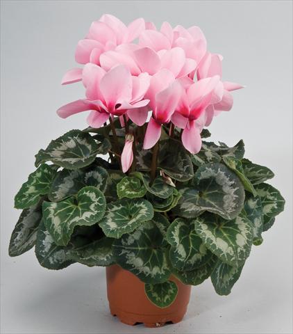 Foto fiore da  Basket o vaso Cyclamen persicum Rainier™ F1 Light Pink with eye