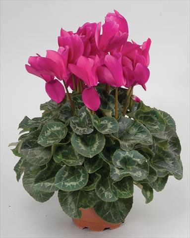 Foto fiore da  Basket o vaso Cyclamen persicum Cyclamen persicum Rainier™ F1 Purple