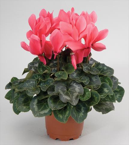 Foto fiore da  Basket o vaso Cyclamen persicum Cyclamen persicum Rainier™ F1 Salmon