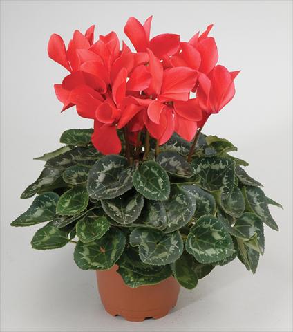 Foto fiore da  Basket o vaso Cyclamen persicum Cyclamen persicum Rainier™ F1 Scarlet