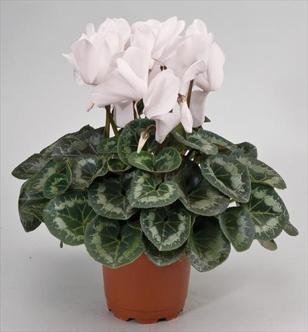 Foto fiore da  Basket o vaso Cyclamen persicum Cyclamen persicum Rainier™ F1 White