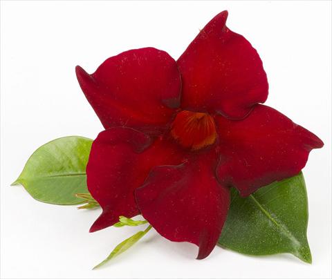 Foto fiore da  Balcone, vaso Dipladenia (Mandevilla) Sundaville Super Dark Red