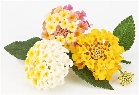 Foto fiore da  Vaso, aiuola, balcone Lantana camara Magic Summer