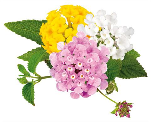 Foto fiore da  Vaso, aiuola, balcone Lantana camara Sweet Summer