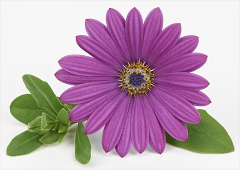 Foto fiore da  Vaso e aiola Osteospermum Leonardo Blue Rose