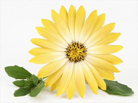 Foto fiore da  Vaso e aiola Osteospermum Leonardo Gold