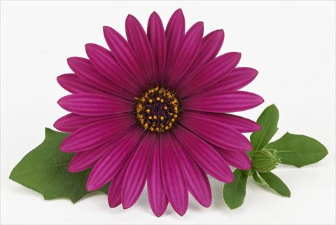 photo of flower to be used as: Pot and bedding Osteospermum Leonardo Magenta