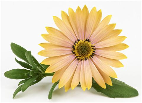 Foto fiore da  Vaso e aiola Osteospermum Leonardo Mango