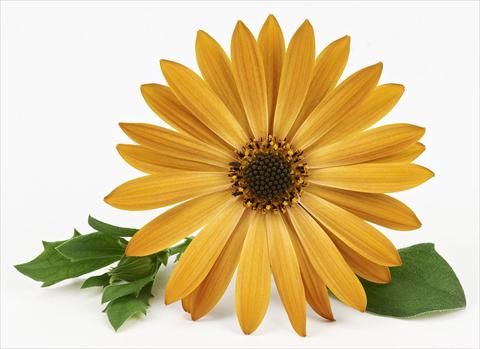 photo of flower to be used as: Pot and bedding Osteospermum Leonardo Orange
