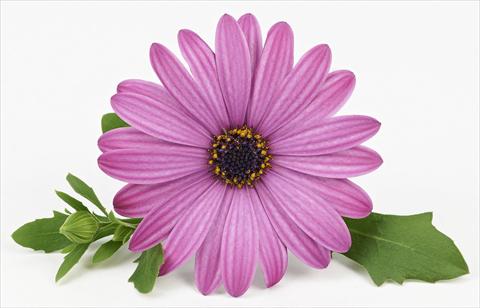 Foto fiore da  Vaso e aiola Osteospermum Leonardo Pink