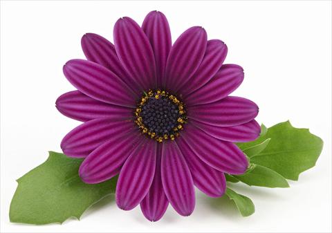 Foto fiore da  Vaso e aiola Osteospermum Leonardo Purple Haze