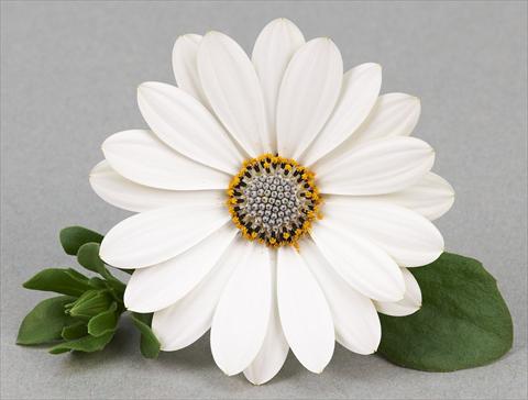 Foto fiore da  Vaso e aiola Osteospermum Leonardo Silver