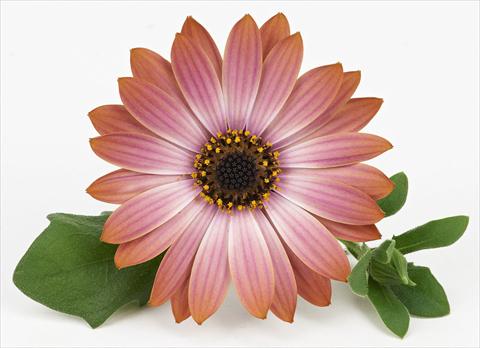 photo of flower to be used as: Pot and bedding Osteospermum Leonardo Terracotta