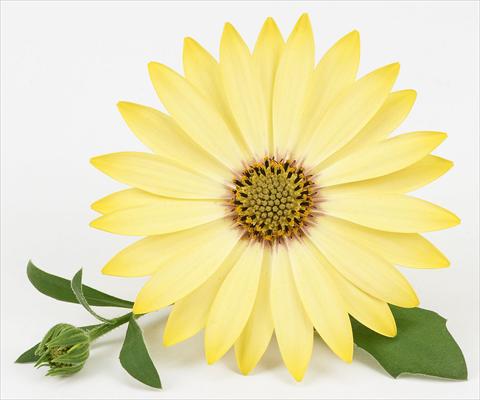 Foto fiore da  Vaso e aiola Osteospermum Leonardo Yellow