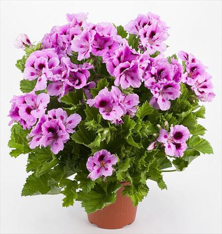 Foto fiore da  Balcone, vaso Pelargonium grandiflorum Costa Barcellona Purple