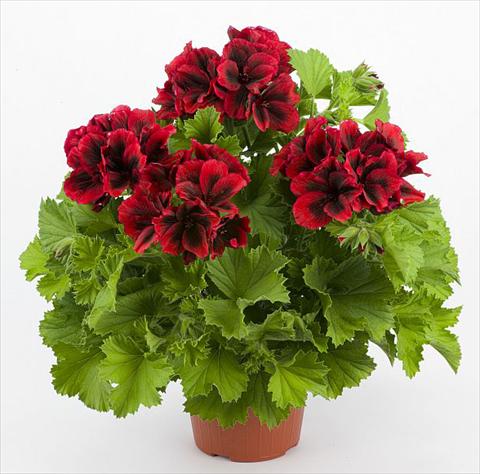 Foto fiore da  Balcone, vaso Pelargonium grandiflorum Costa Barcellona Red