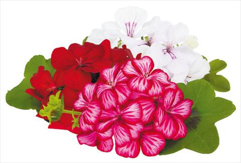 photo of flower to be used as: Pot, patio, basket Pelargonium peltatum pac® Happy Face Honey