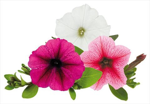 Foto fiore da  Vaso, aiuola, balcone, basket Petunia Caleidos Pallino