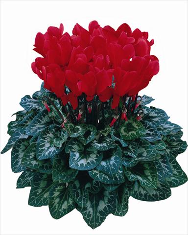 Foto fiore da  Vaso Cyclamen persicum Halios® Rosso scarlatto