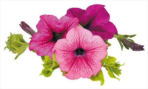 Foto fiore da  Vaso, aiuola, balcone, basket Petunia Surfinia® Thursday