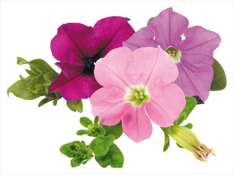 Foto fiore da  Vaso, aiuola, balcone, basket Petunia Surfinia® Tuesday