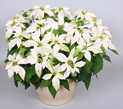 Foto fiore da  Vaso Poinsettia - Euphorbia pulcherrima Princettia® Maxim Pure White