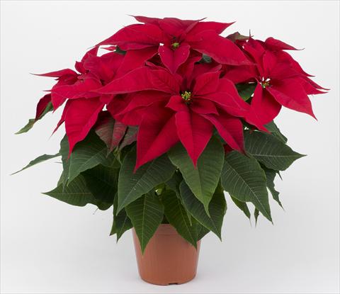 Foto fiore da  Vaso Poinsettia - Euphorbia pulcherrima Rubino Red