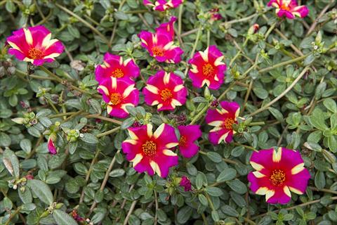 photo of flower to be used as: Bedding, patio, basket Portulaca Duna® Purple Cross
