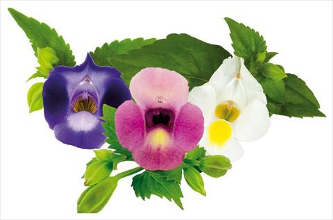 Foto fiore da  Vaso, aiuola, balcone Torenia Moon Eclipse