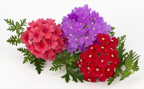 Foto fiore da  Vaso, balcone, basket Verbena Benissima® Summer Fruit