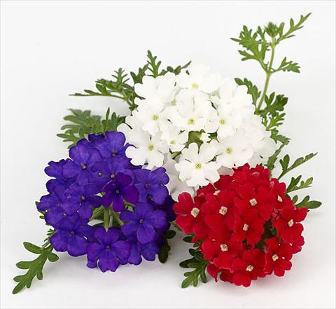 Foto fiore da  Vaso, balcone, basket Verbena Benissima® Vive la France