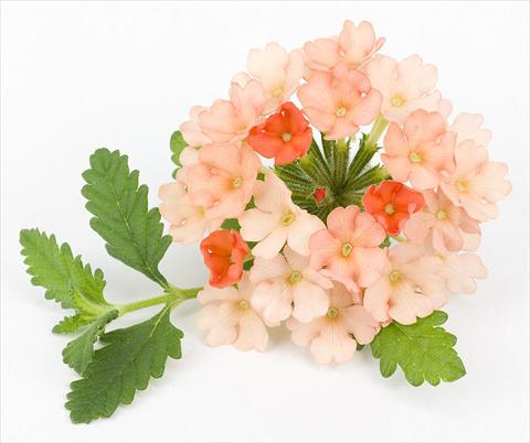 photo of flower to be used as: Pot, patio, basket Verbena peruviana Primavera Apricot