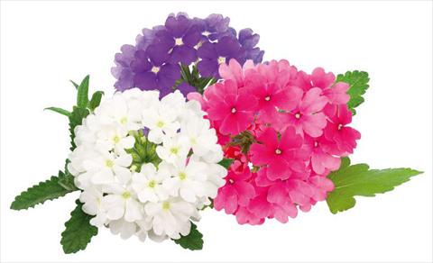 Foto fiore da  Vaso, balcone, basket Verbena peruviana Primavera Disco