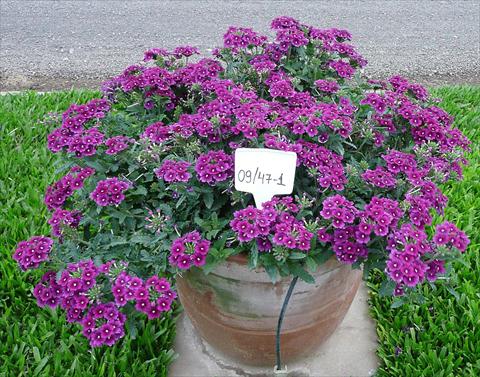 photo of flower to be used as: Pot, patio, basket Verbena peruviana Primavera Purple