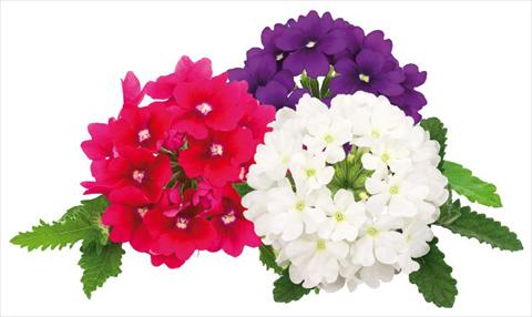 photo of flower to be used as: Pot, patio, basket Verbena peruviana Primavera Rock