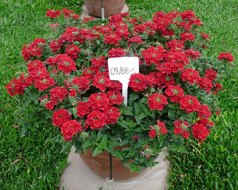 Foto fiore da  Vaso, balcone, basket Verbena peruviana Primavera Scarlet