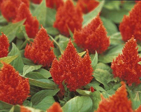 photo of flower to be used as: Pot and bedding Celosia plumosa Kimono Orange