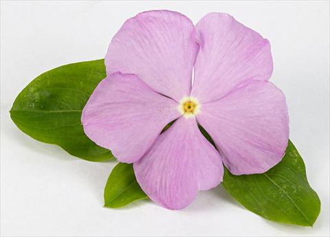 Foto fiore da  Vaso e aiola Catharanthus roseus - Vinca Sunvinca Lavender