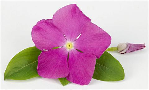 Foto fiore da  Vaso e aiola Catharanthus roseus - Vinca Sunvinca Reddish Purple