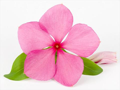 Foto fiore da  Vaso e aiola Catharanthus roseus - Vinca Sunvinca Rose