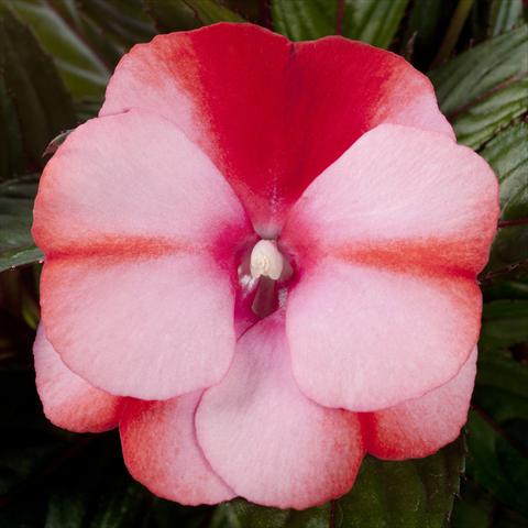 Foto fiore da  Vaso, aiuola, balcone, basket Impatiens N. Guinea pac® Impacio Melon Star