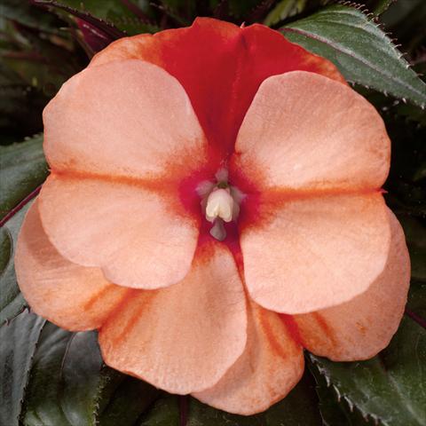 Foto fiore da  Vaso, aiuola, balcone, basket Impatiens N. Guinea pac® Impacio Orange Star