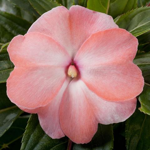 Foto fiore da  Vaso, aiuola, balcone, basket Impatiens N. Guinea pac® Impacio Soft Salmon