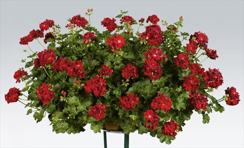 Foto fiore da  Vaso, balcone, basket Pelargonium peltatum pac® Kate