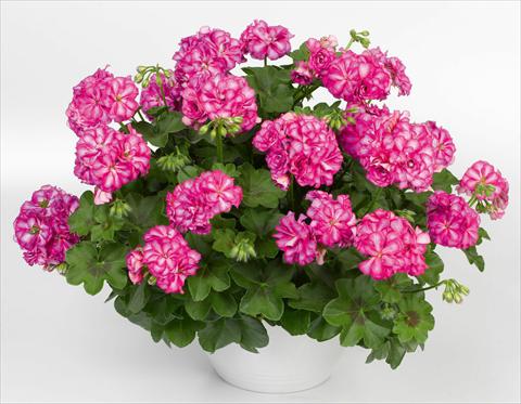 Foto fiore da  Vaso, balcone, basket Pelargonium peltatum pac® Mexica Nealit