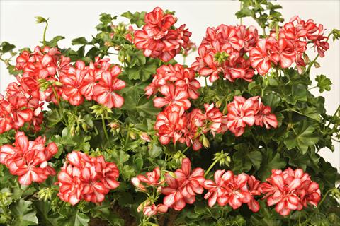 Foto fiore da  Vaso, balcone, basket Pelargonium peltatum pac® Mexica Ruby