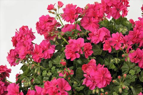 Foto fiore da  Vaso, balcone, basket Pelargonium peltatum pac® Rocky